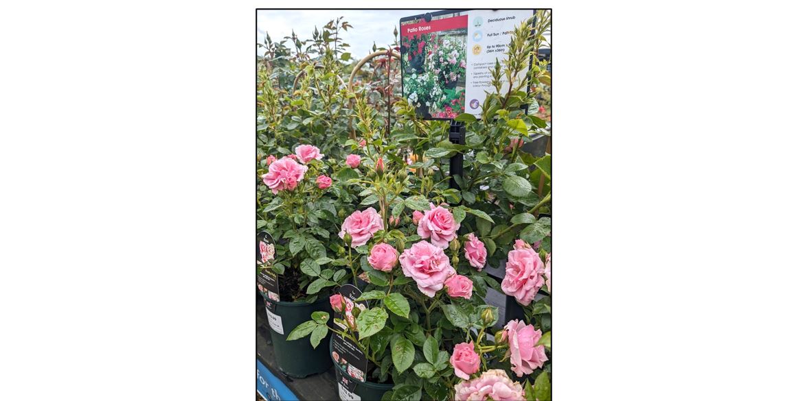 Oakington Garden Centre - roses