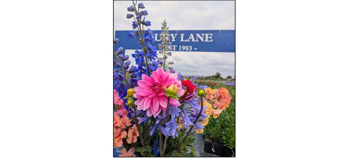 Cut Your Own Flower Fields -selection