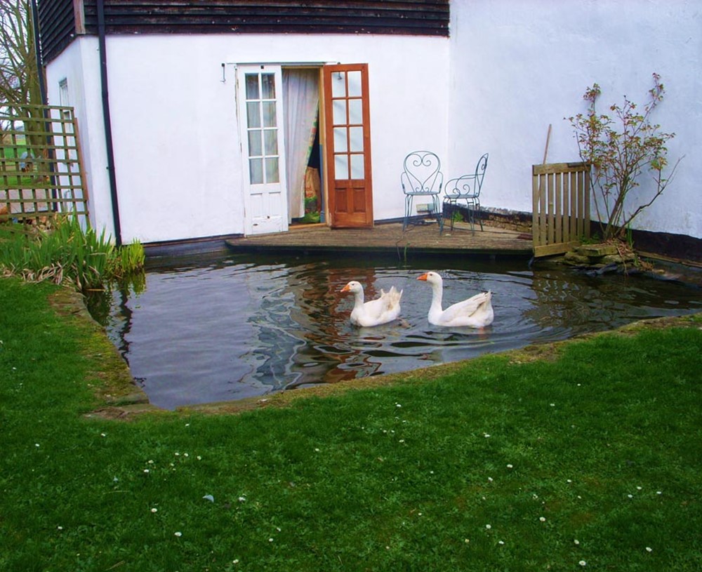 College Farm Bed and Breakfast, pond