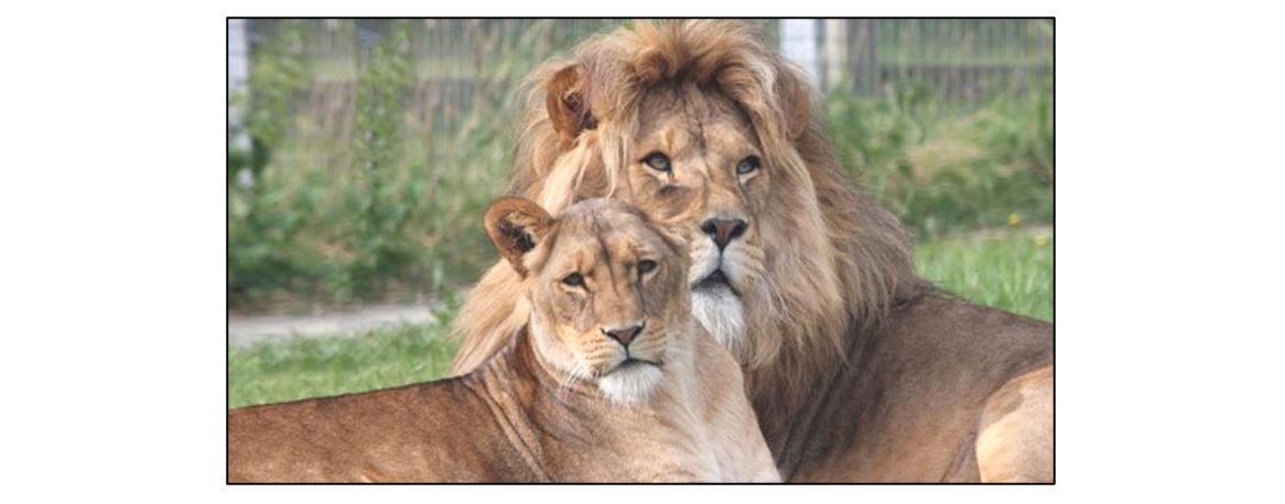 Linton Zoo, lions