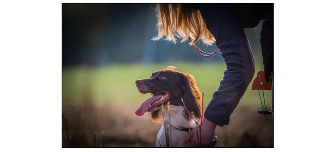 Acer Gundog Training