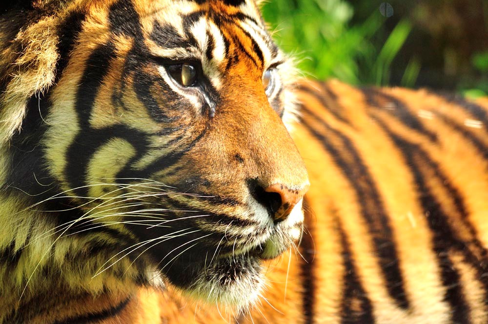 Shepreth Wildlife Park, Tiger