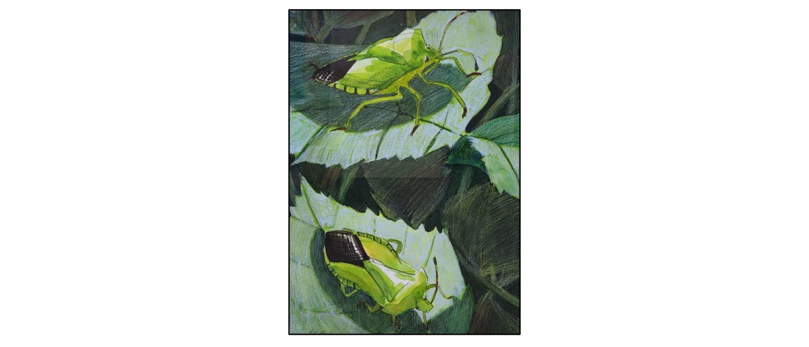 Exhibition - Artists in the Natural World  - insects on leaves