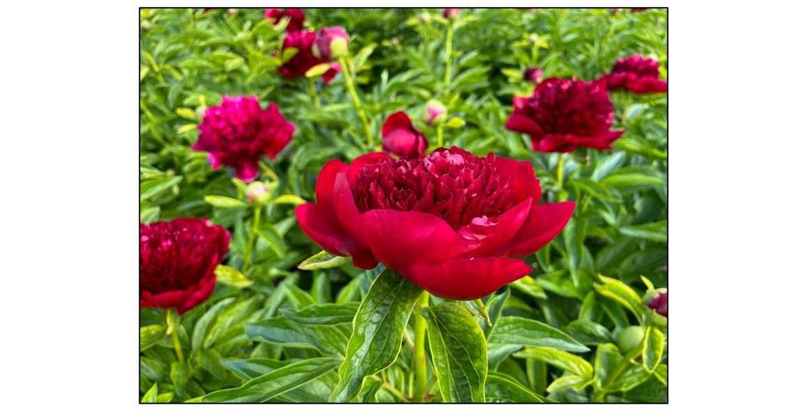 Pick Your Own Peonies - Red