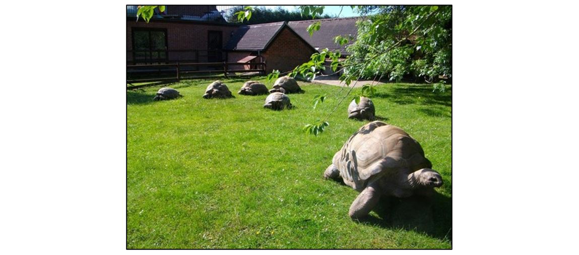 Linton Zoo, Tortoises