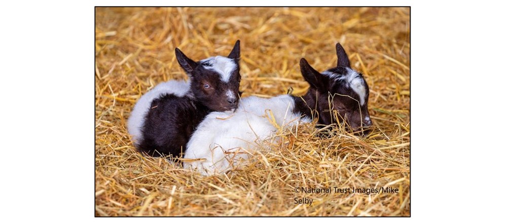 Springing to Life at Wimpole Estate - goats
