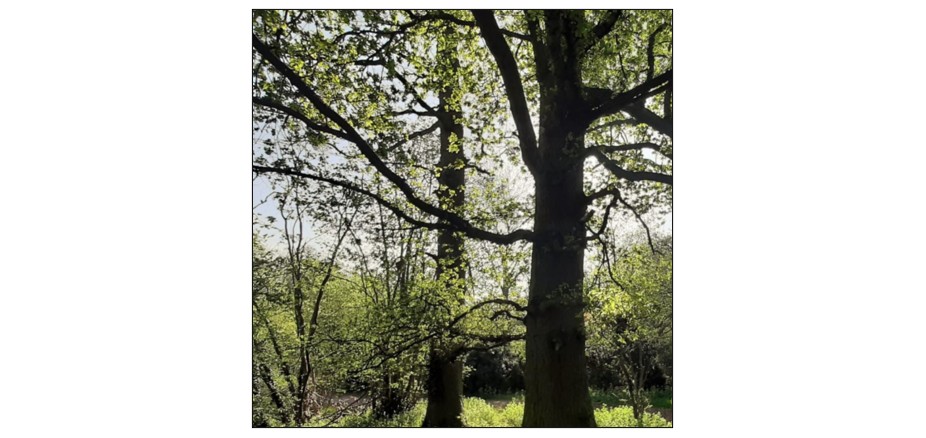 Summer Tree ID - 4 August