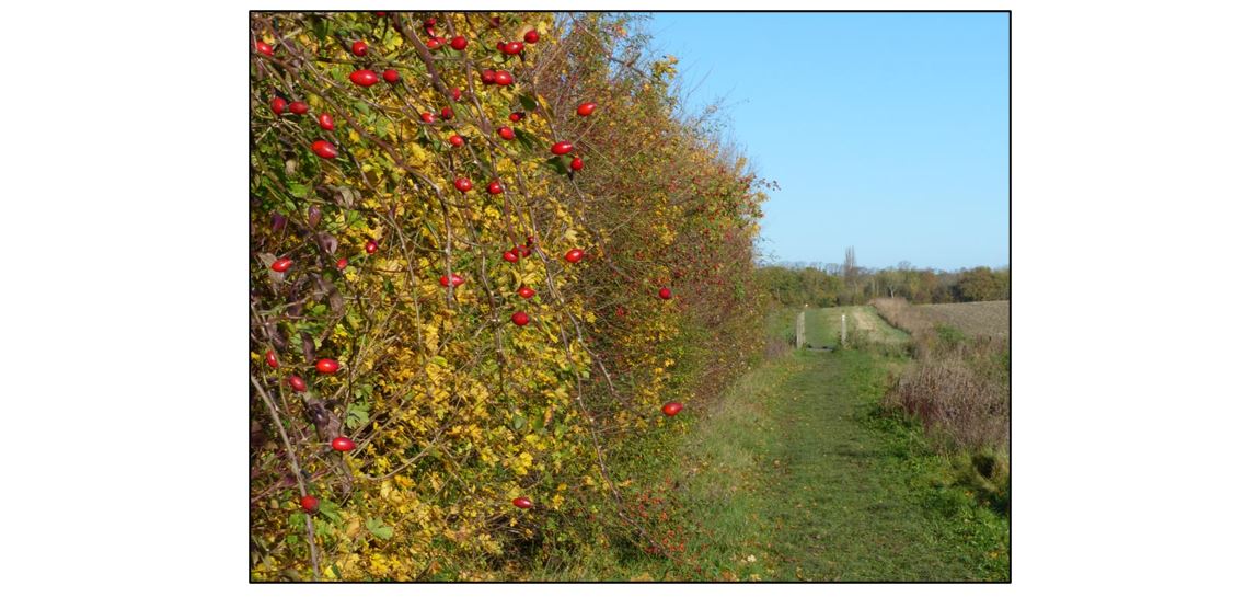 Coton Country Reserve hedge and pathway