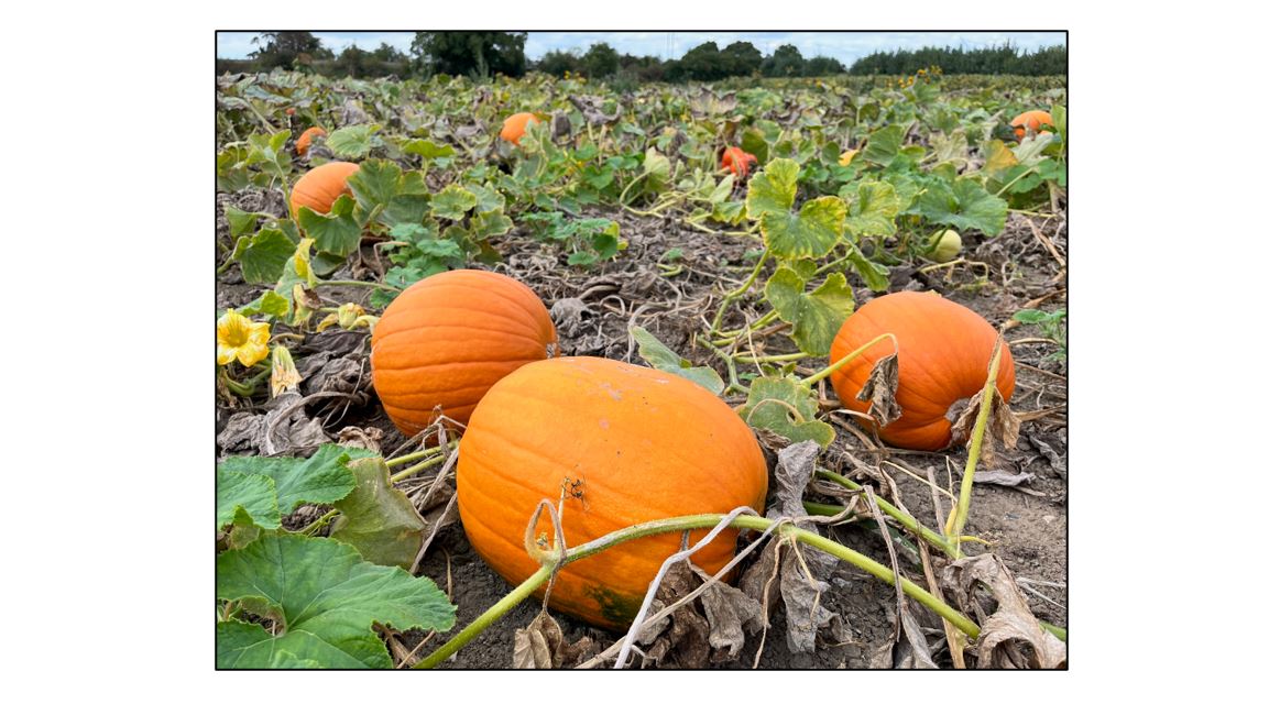 PYO Pumpkins & Halloween Shop - pumpkin field