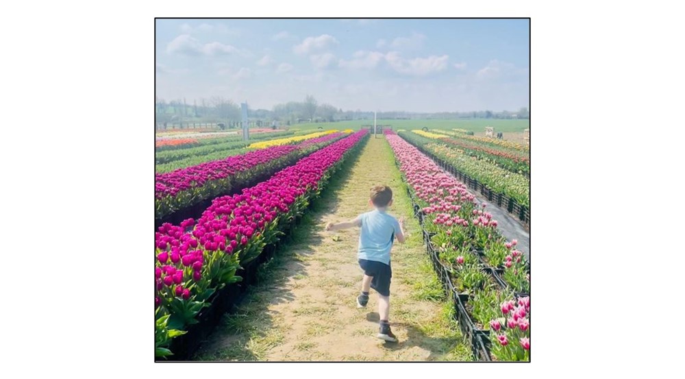Pick Your Own Tulips 