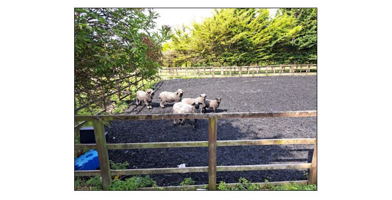Hill View Farm - sheep