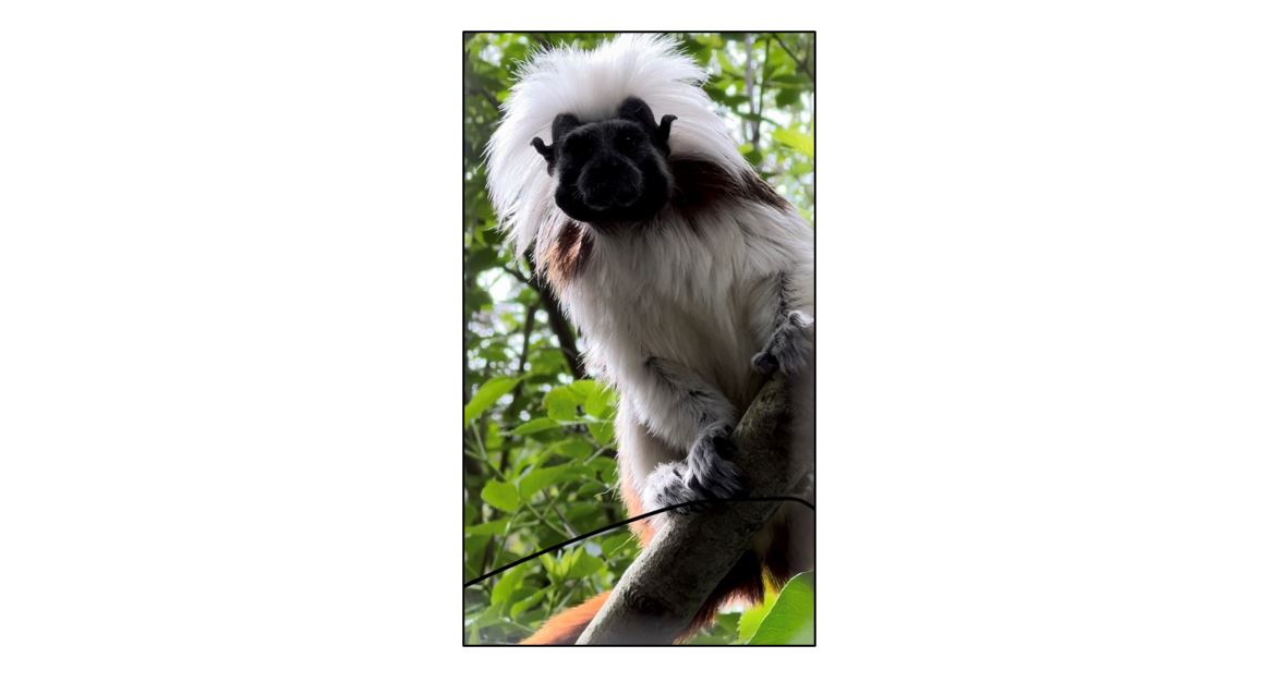 Linton Zoo  - 