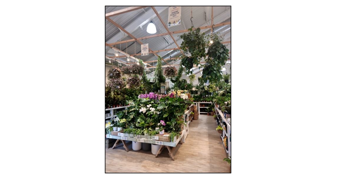 Coton Orchard Garden Centre - houseplants