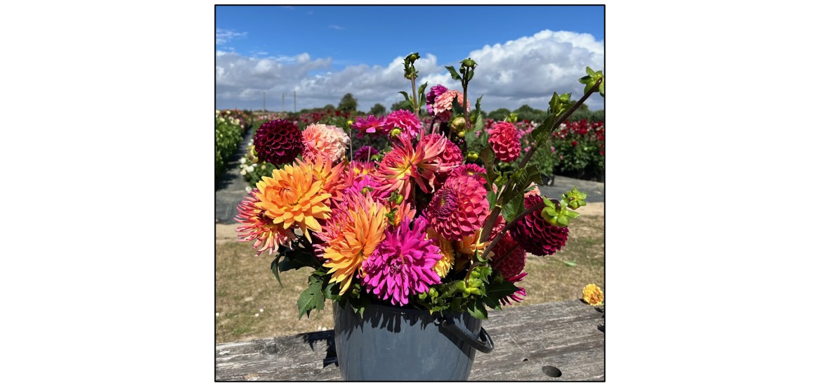 Cut Your Own Dahlias 