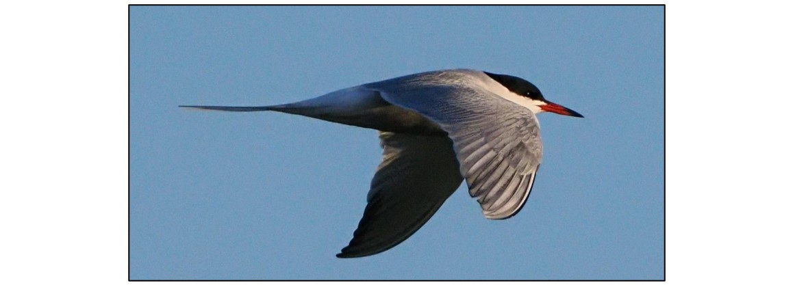 Tuesday Wander at Fen Drayton Lakes - July