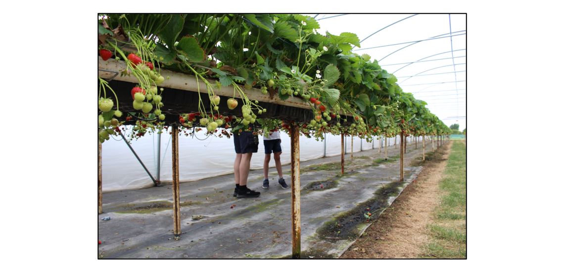 Pick Your Own Strawberries  - 