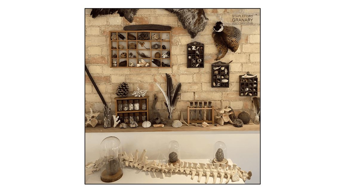 Natural World Discovery Room - Fossils