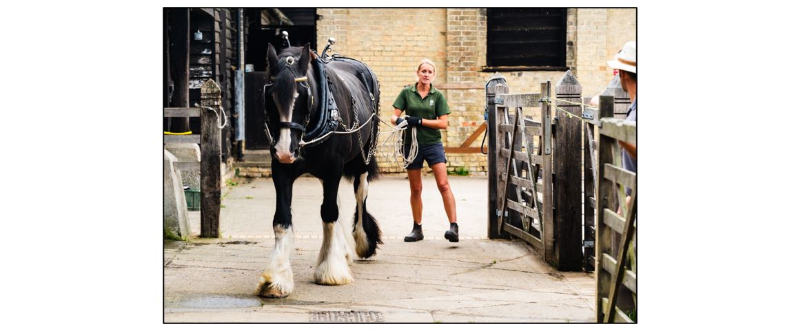 Shire Horse Experience Days