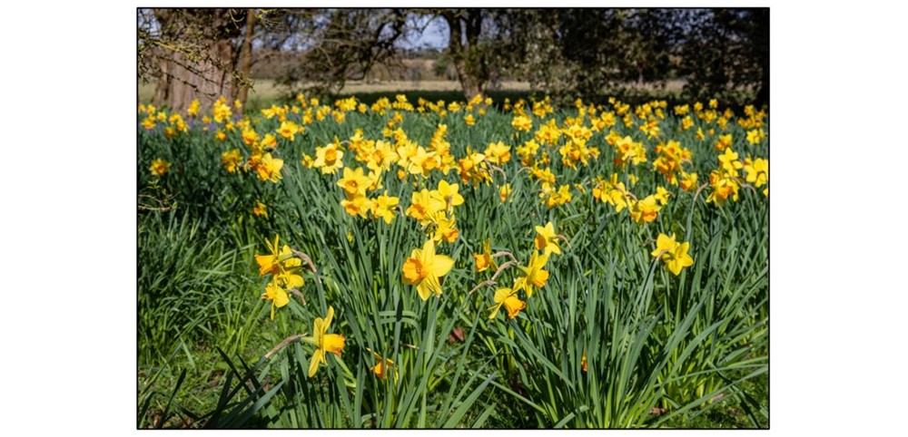 Daffodil Tours at Wimpole Estate