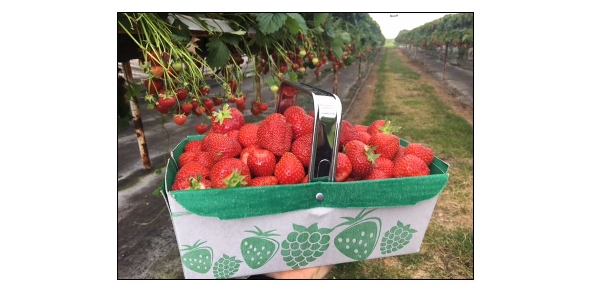Pick Your Own Strawberries 