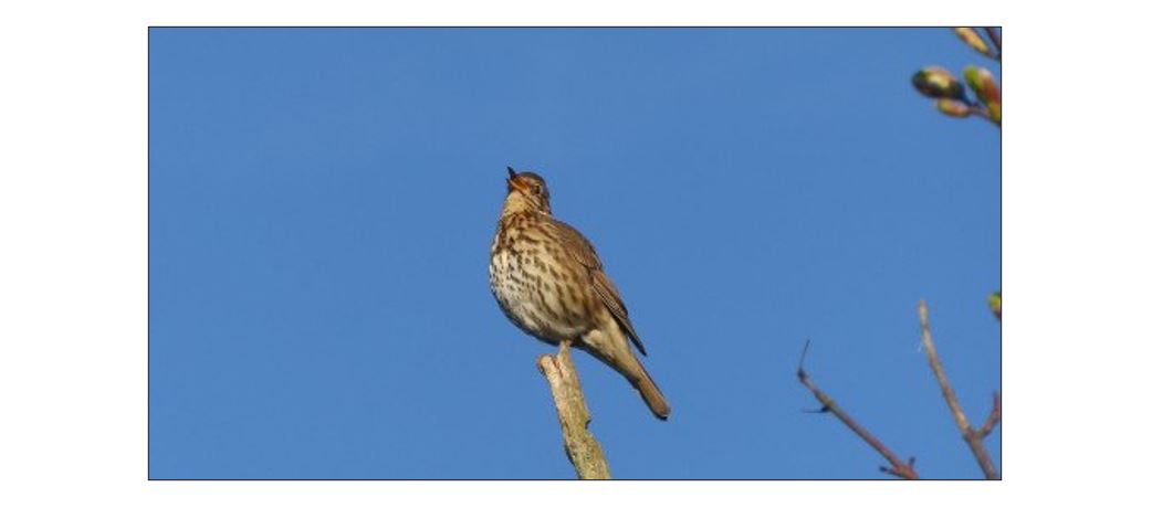 Dawn Chorus at Fen Drayton Lakes 