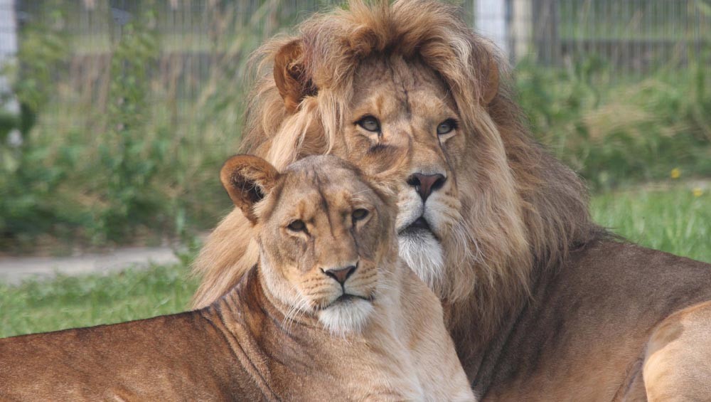 Linton Zoo Conservation Park Visit South Cambs