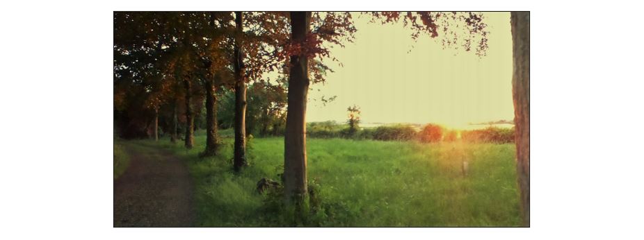 Evening Walk with a Warden - Wandlebury Trees
