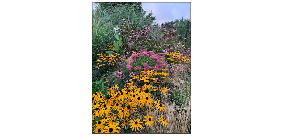 Linton Zoo - flowers for butterflies and bees