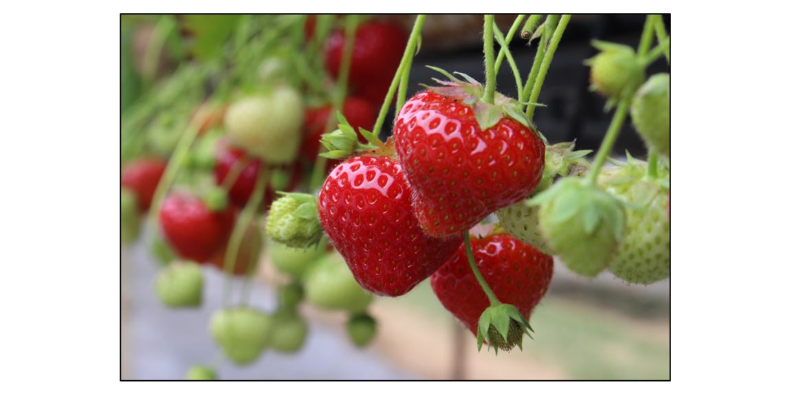 Pick Your Own Strawberries  - strawberries 