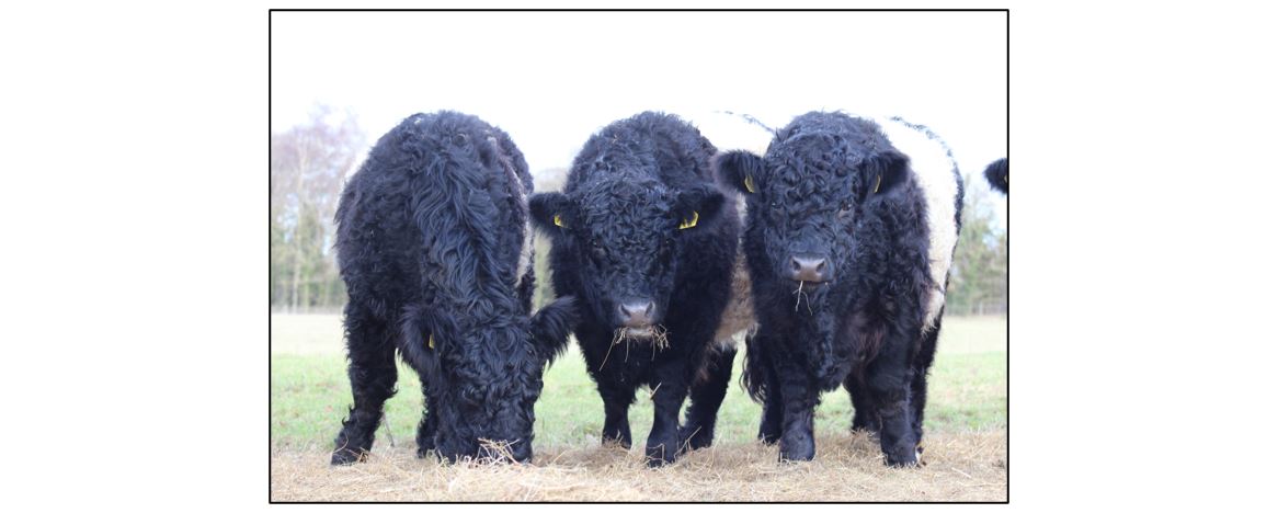 Meet the Cows  - three cows