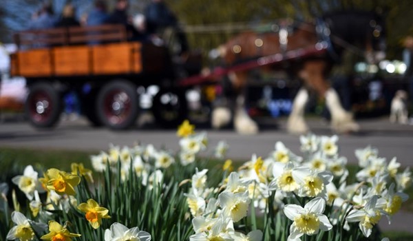 Thriplow Daffodil Weekend & Country Fair