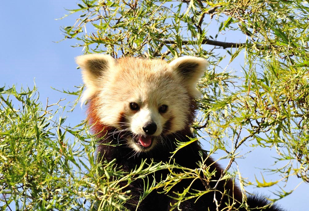Shepreth Wildlife Park, Red Panda