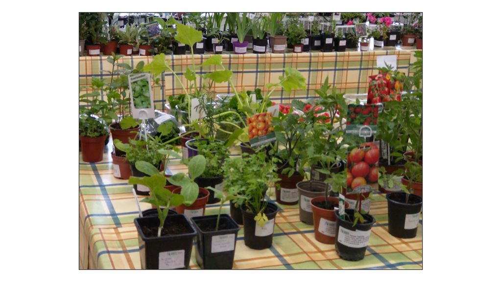 Great Shelford Country Market - Tomatoes