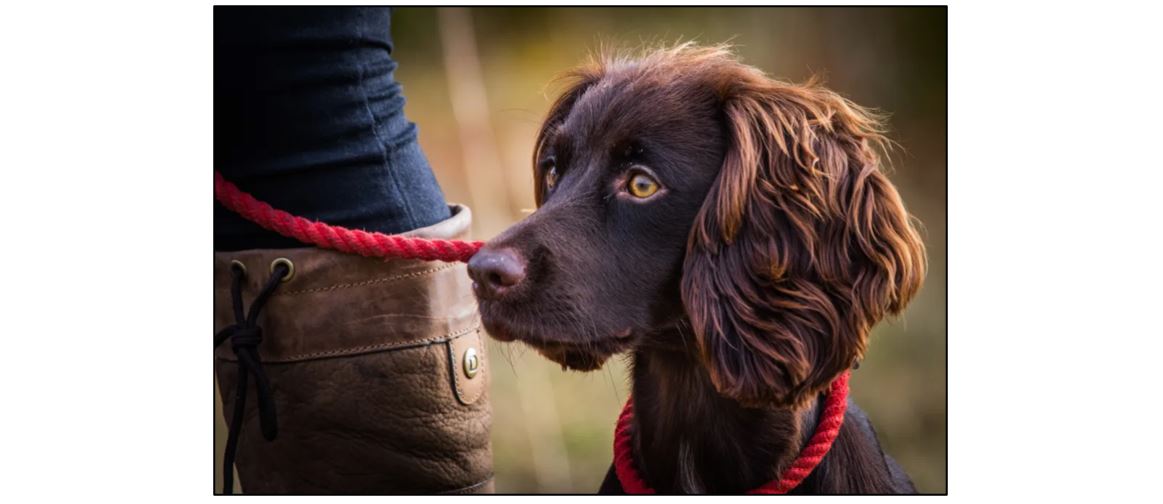 Acer Gundog Training in Steeple Morden