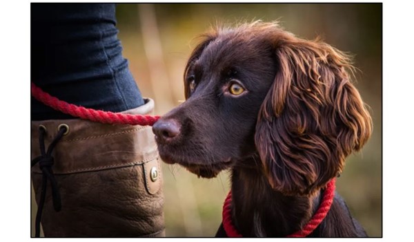 Acer Gundog Training in Steeple Morden