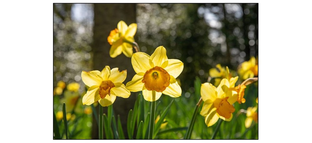 Daffodil Tours at Wimpole Estate