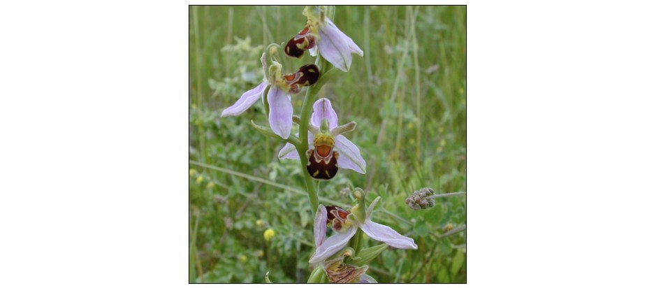Summer Orchids and Wildflowers of Coton Reserve