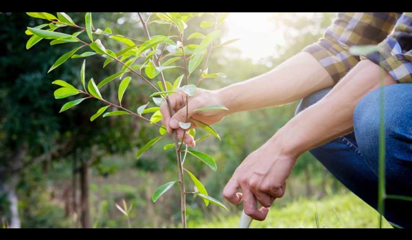 Plant a Tree