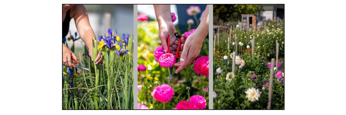Pick Your Own Flowers with Nature's Posy 