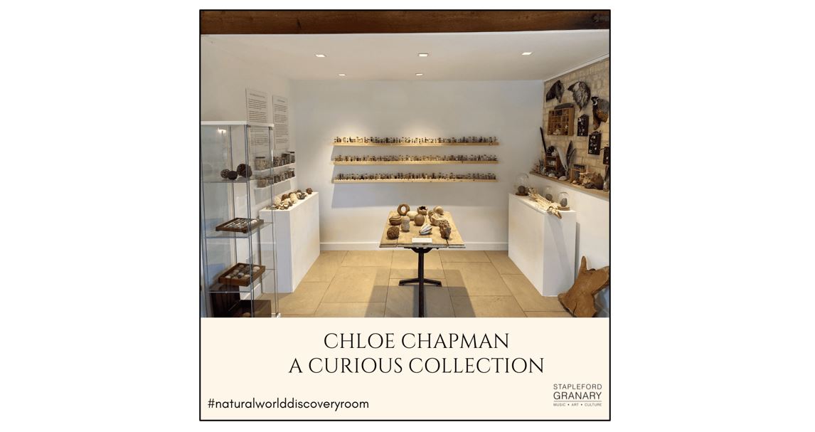 Natural World Discovery Room - Chloe Chapman 