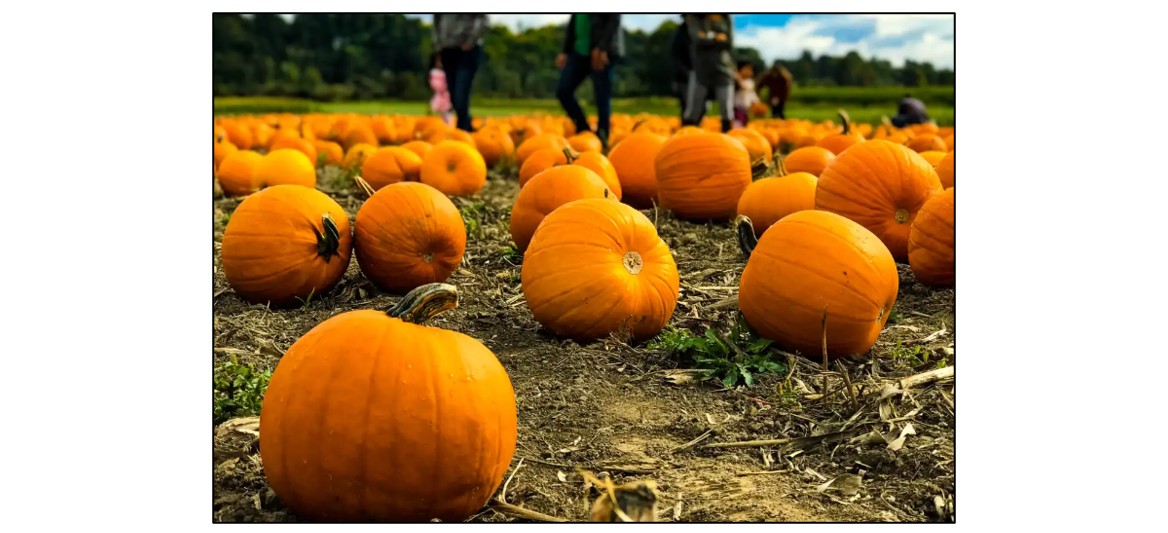 PYO Pumpkins & Halloween Shop - pumpkin display