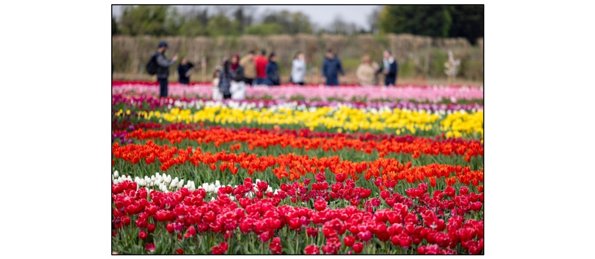 Pick Your Own Tulips