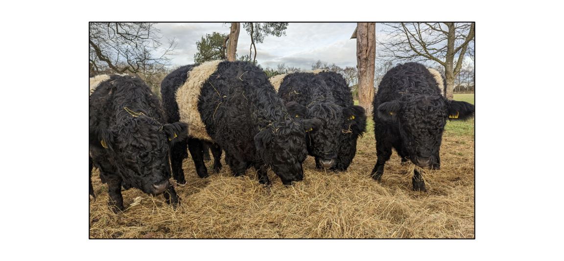 Meet the Cows at Wandlebury  - cows