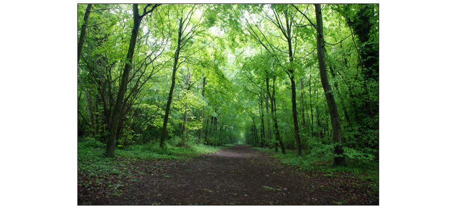 Tree Identification at Wandlebury Country Park