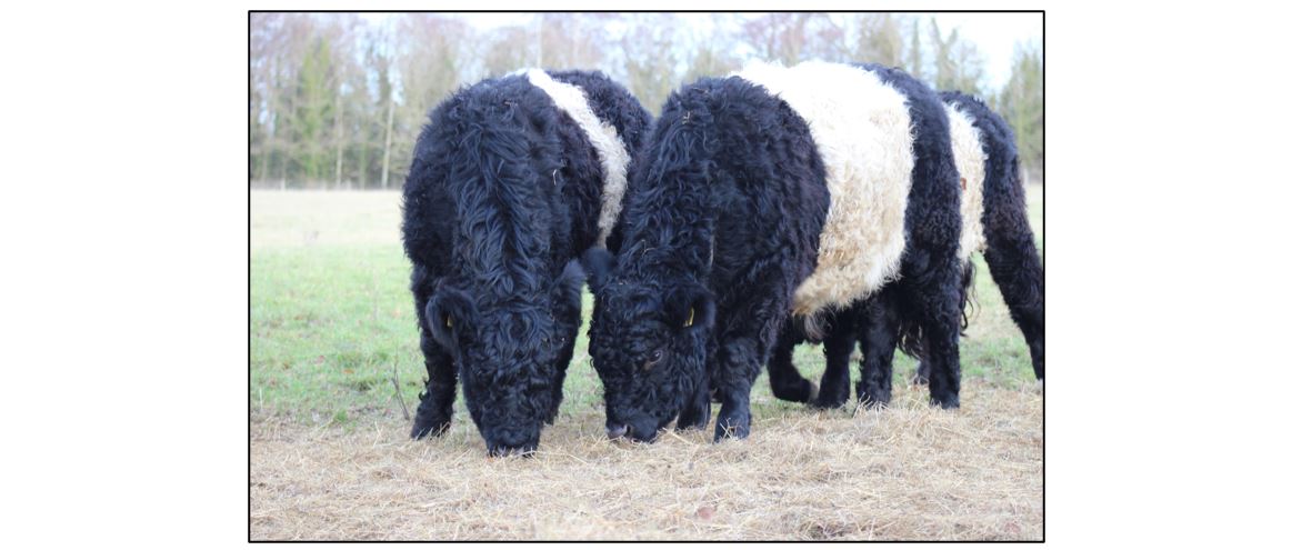 Meet the Cows - two cows