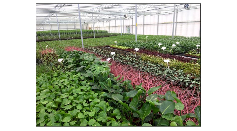 Houseplant Glasshouse Open Weekend