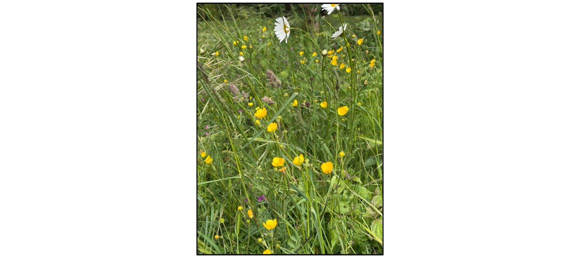 Wildflower Walk at Wellbrook Way