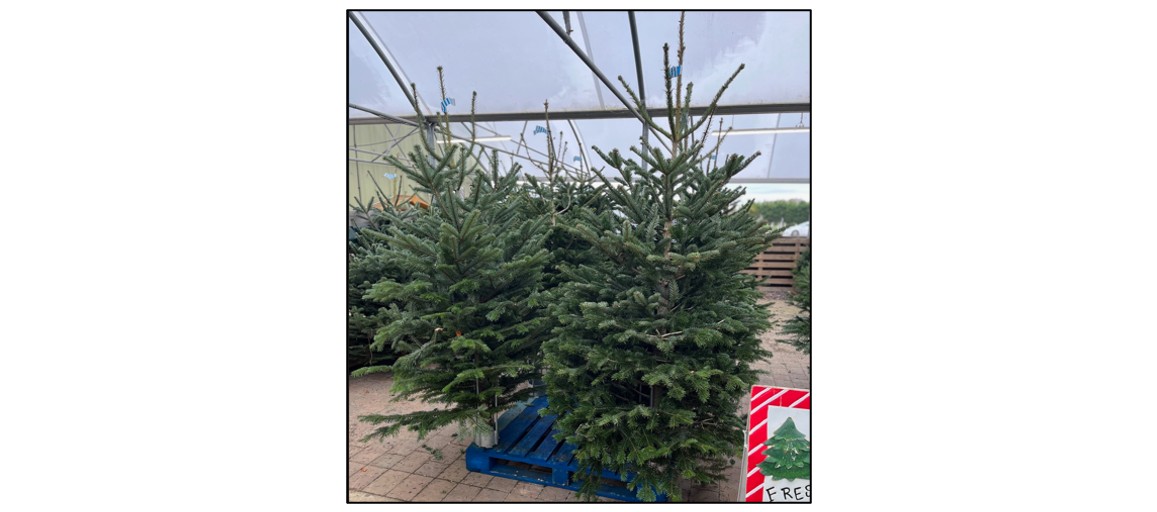 Christmas Shop at Bury Lane - 