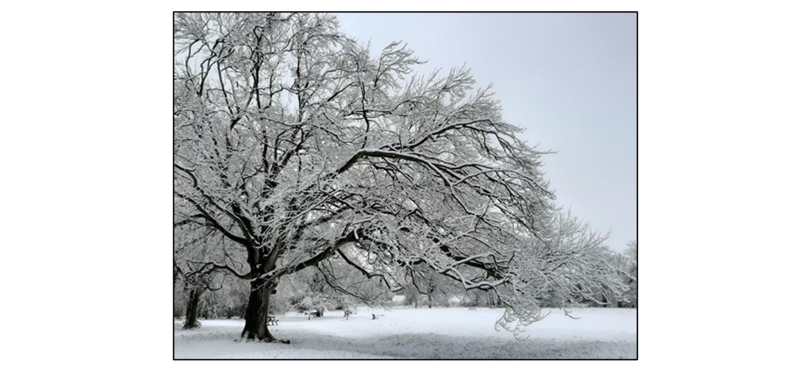Winter Tree Walk at Wandlebury