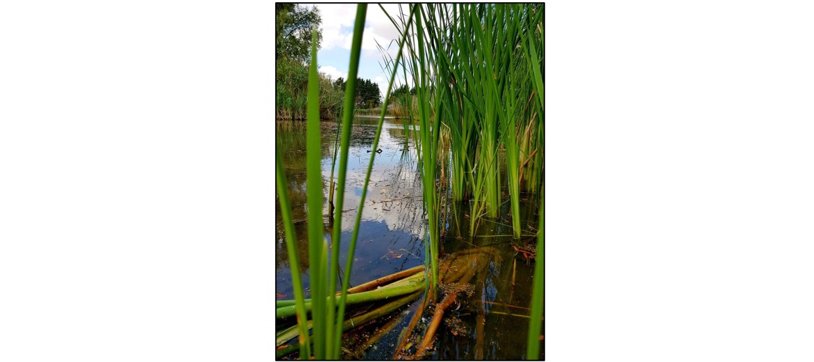 Summer Holiday Bushcraft Club - reeds
